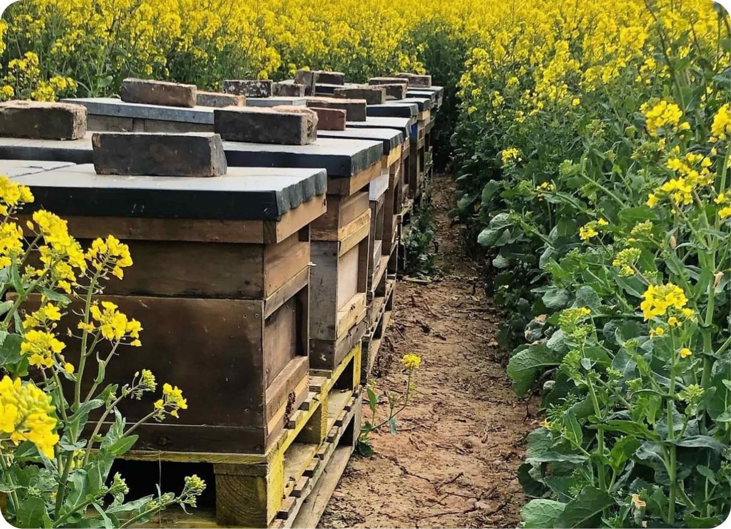 Beehives in a wildflower field