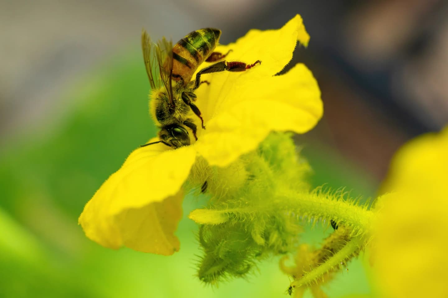 Spring Flower Honey