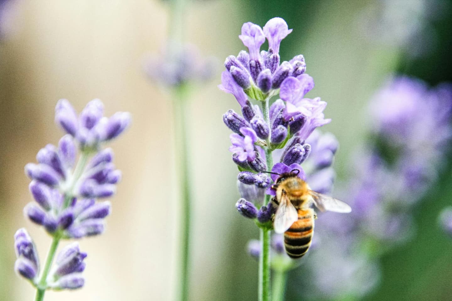 Lavender Honey