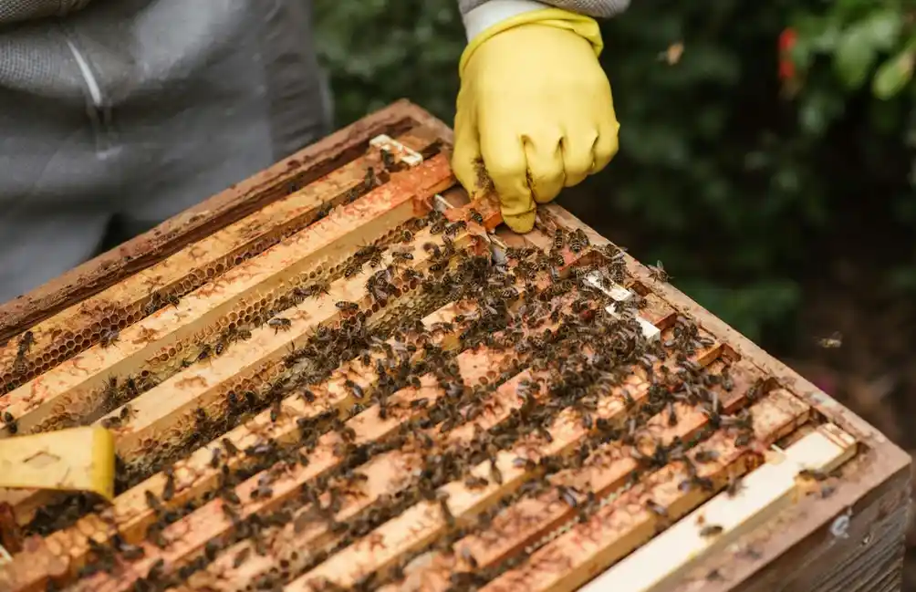 Beekeeper checking the hives